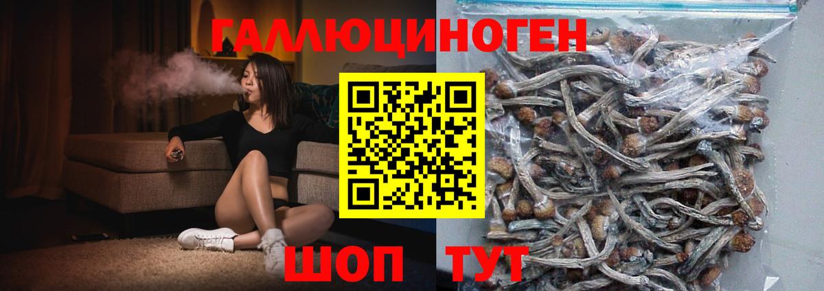 Галлюциногенные грибы Psilocybine cubensis Северобайкальск